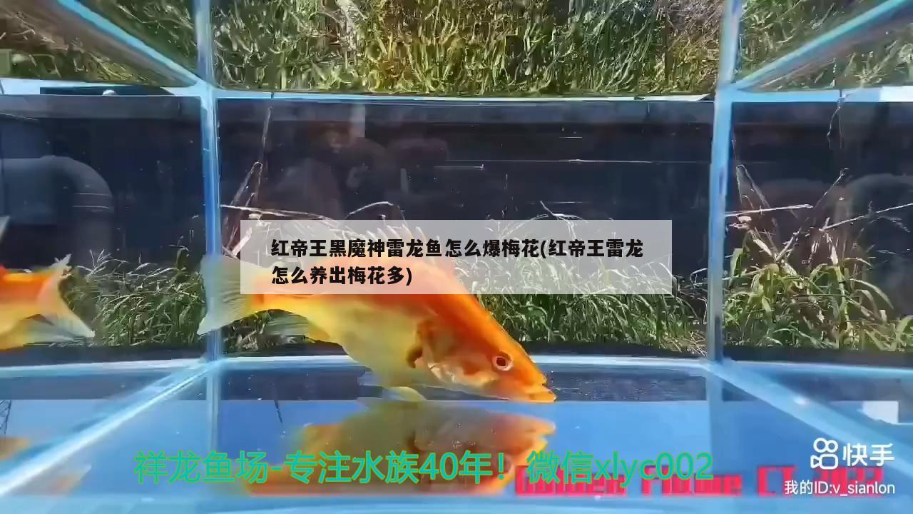 紅帝王黑魔神雷龍魚怎么爆梅花(紅帝王雷龍怎么養(yǎng)出梅花多)