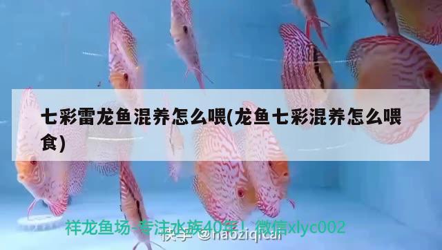 七彩雷龍魚(yú)混養(yǎng)怎么喂(龍魚(yú)七彩混養(yǎng)怎么喂食) 玫瑰銀版魚(yú)