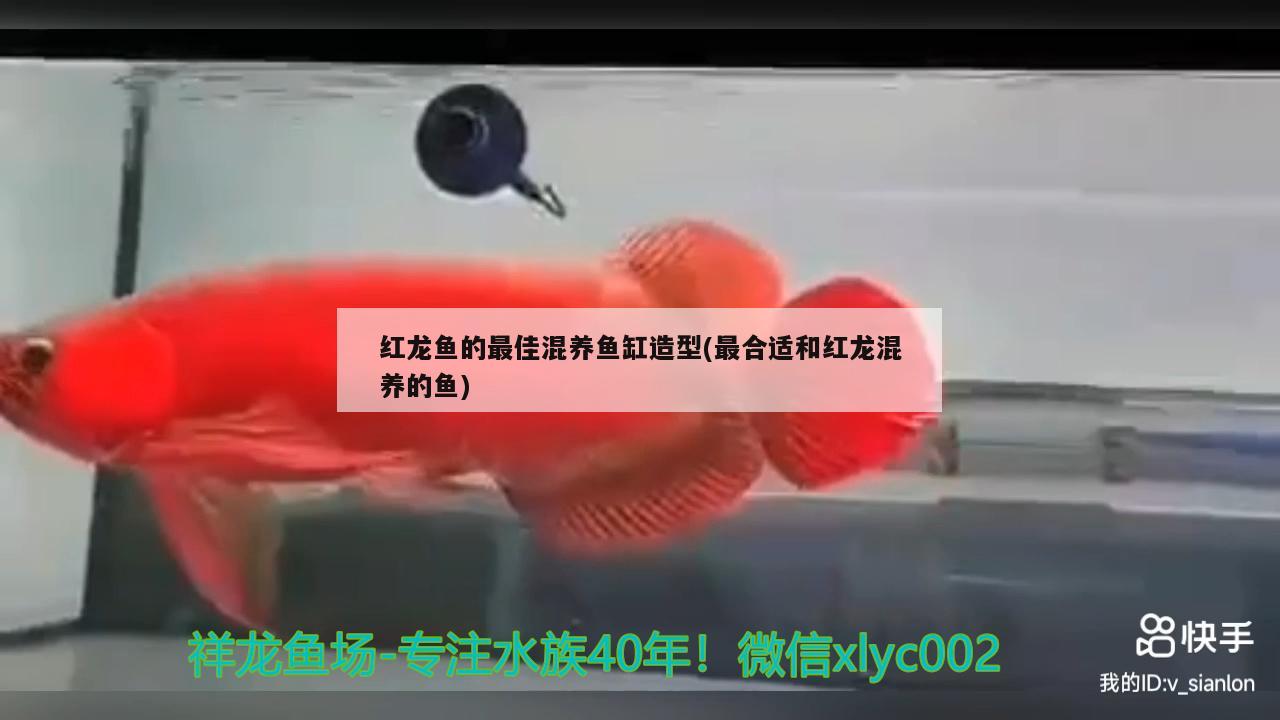 紅龍魚(yú)的最佳混養(yǎng)魚(yú)缸造型(最合適和紅龍混養(yǎng)的魚(yú))