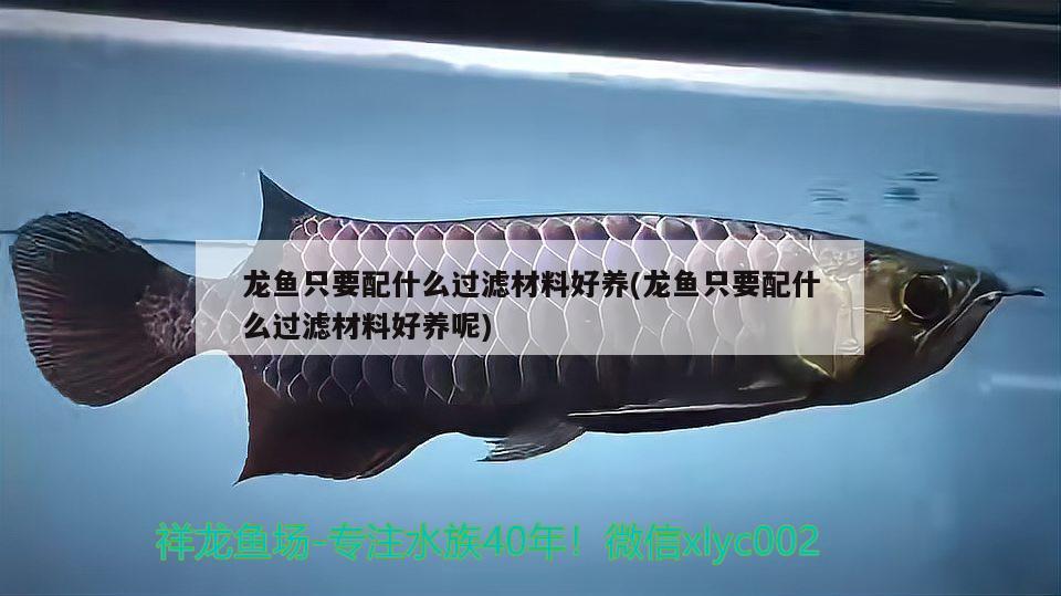 礦泉水瓶自制魚缸水循環(huán)教程圖解（礦泉水瓶自制魚缸水循環(huán)教程圖解大全）