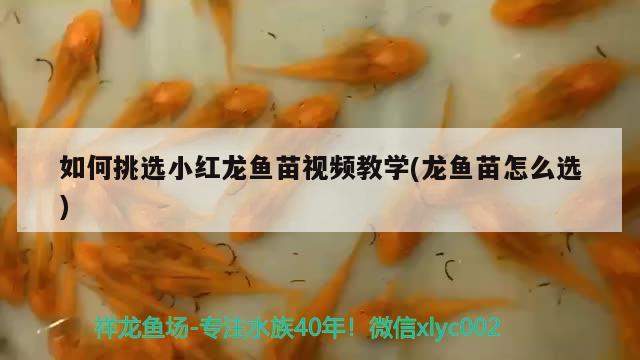 如何挑選小紅龍魚苗視頻教學(龍魚苗怎么選)