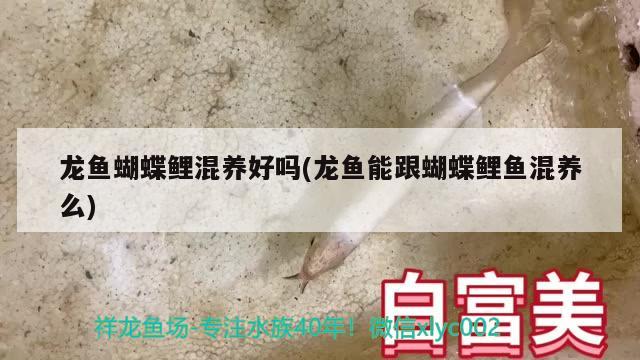 紅龍魚四大品牌排名榜(十大龍魚品牌) 廣州水族批發(fā)市場