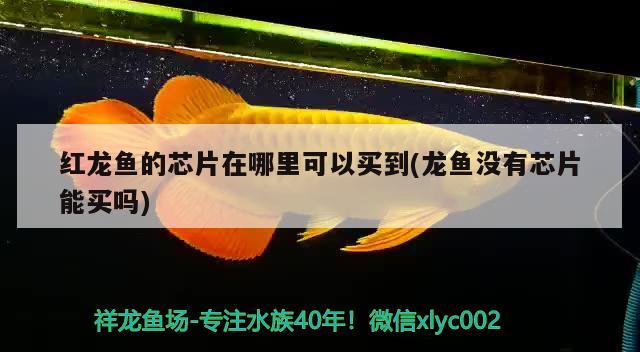 金龍魚的廣告詞1:1:1（金龍魚的廣告詞1:1:1成功的原因）