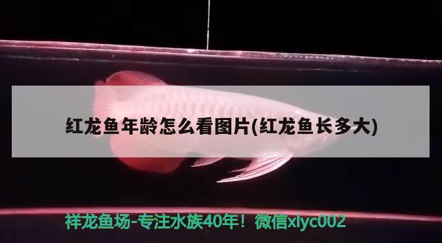 紅龍魚(yú)年齡怎么看圖片(紅龍魚(yú)長(zhǎng)多大) 藍(lán)底過(guò)背金龍魚(yú)