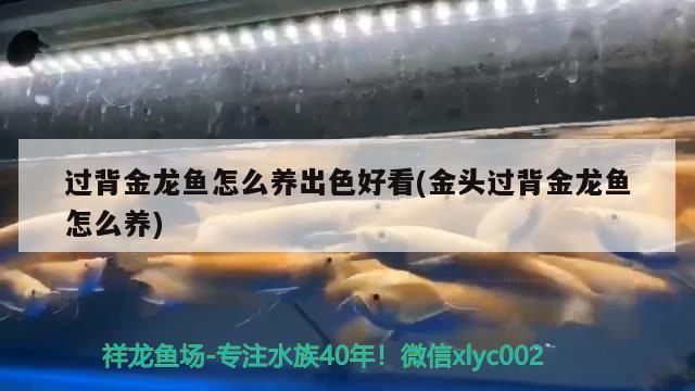 過背金龍魚怎么養(yǎng)出色好看(金頭過背金龍魚怎么養(yǎng)) 過背金龍魚