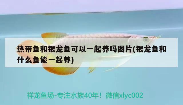 熱帶魚和銀龍魚可以一起養(yǎng)嗎圖片(銀龍魚和什么魚能一起養(yǎng)) 銀龍魚