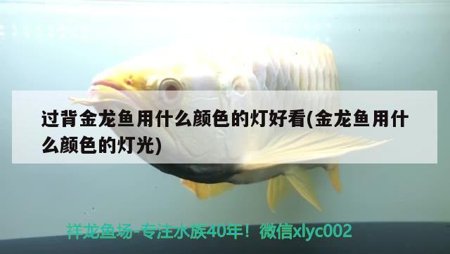 過背金龍魚用什么顏色的燈好看(金龍魚用什么顏色的燈光) 過背金龍魚 第2張