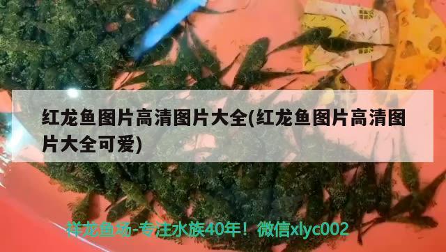 礦泉水瓶自制魚缸水循環(huán)教程圖解（礦泉水瓶自制魚缸水循環(huán)教程圖解大全）