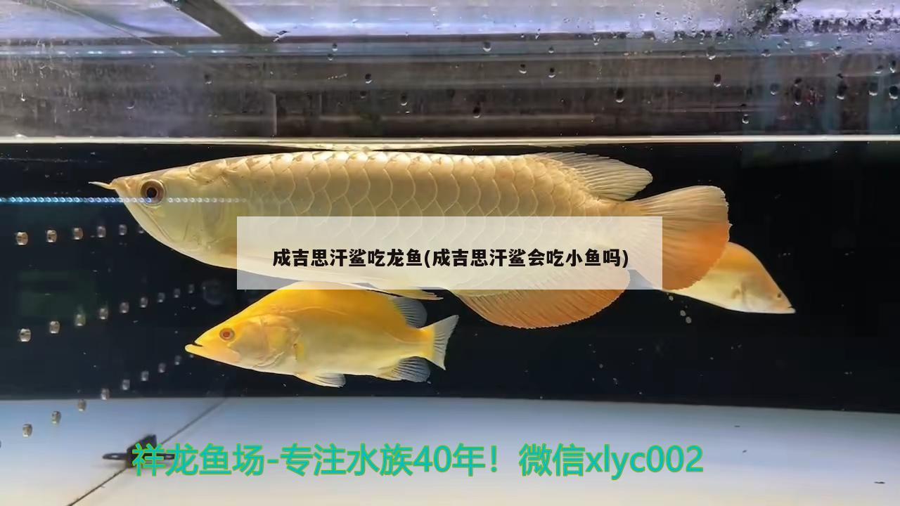 成吉思汗鯊吃龍魚(成吉思汗鯊會(huì)吃小魚嗎) 成吉思汗鯊（球鯊）魚