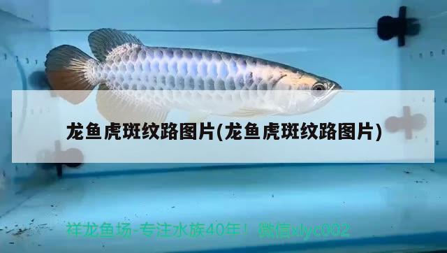 龍魚虎斑紋路圖片(龍魚虎斑紋路圖片) 黃金招財(cái)貓魚