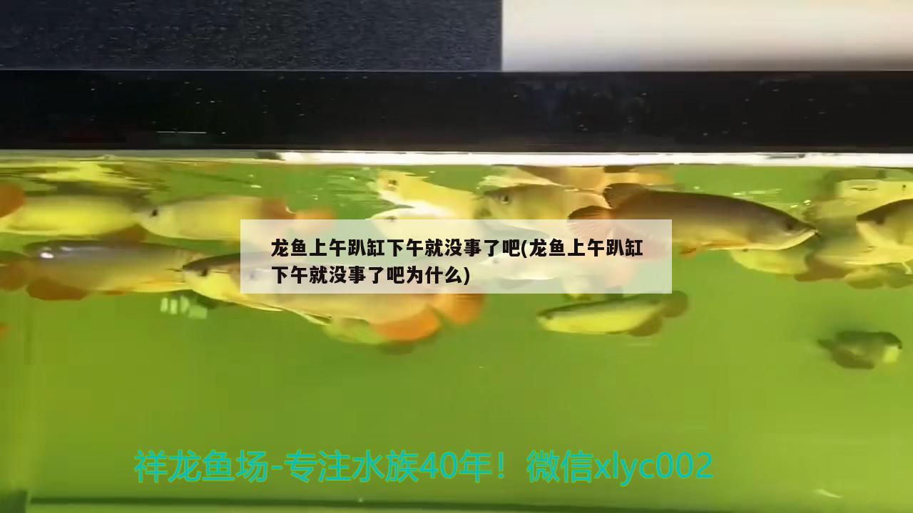 龍魚上午趴缸下午就沒(méi)事了吧(龍魚上午趴缸下午就沒(méi)事了吧為什么) 銀龍魚苗