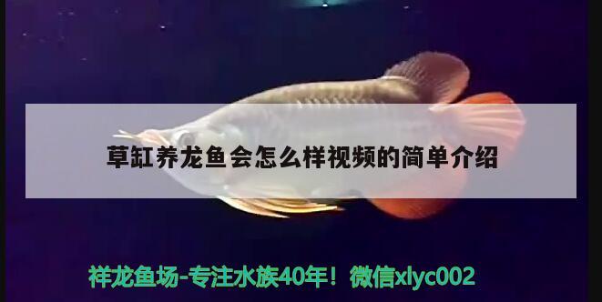 草缸養(yǎng)龍魚會怎么樣視頻的簡單介紹 斑馬鴨嘴魚