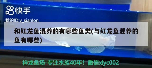 礦泉水瓶自制魚缸水循環(huán)教程圖解（礦泉水瓶自制魚缸水循環(huán)教程圖解大全）