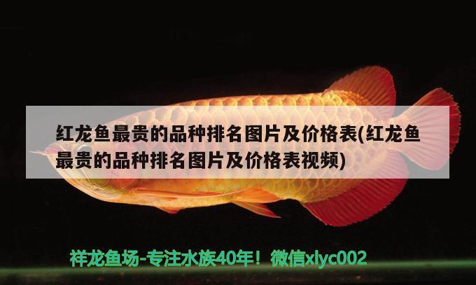 紅龍魚(yú)最貴的品種排名圖片及價(jià)格表(紅龍魚(yú)最貴的品種排名圖片及價(jià)格表視頻)