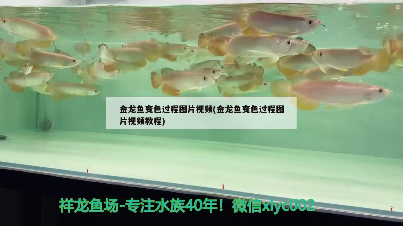 金龍魚(yú)變色過(guò)程圖片視頻(金龍魚(yú)變色過(guò)程圖片視頻教程)