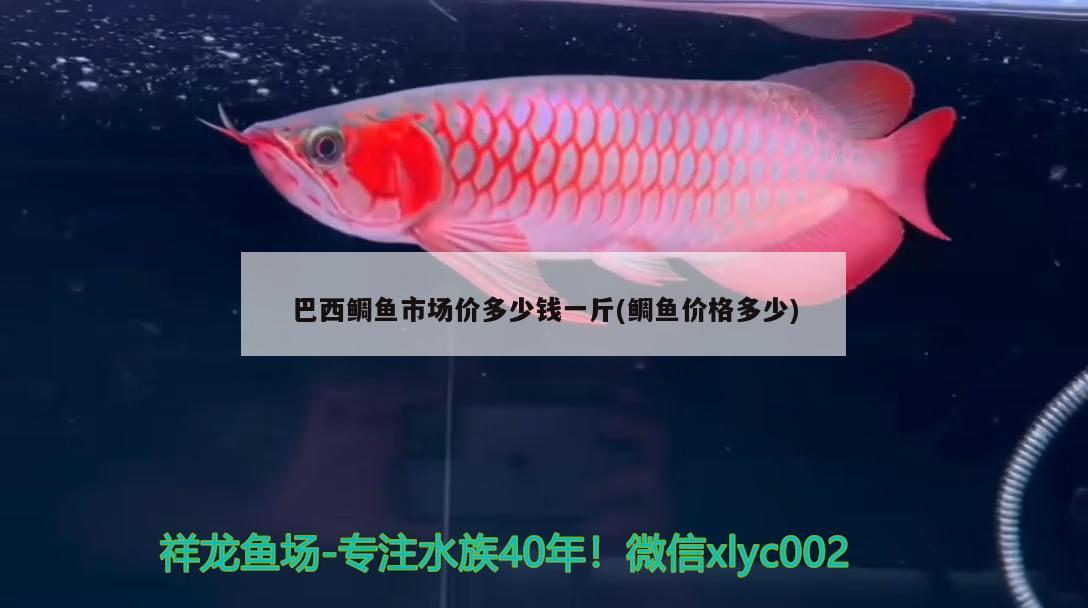 巴西鯛魚市場(chǎng)價(jià)多少錢一斤(鯛魚價(jià)格多少)