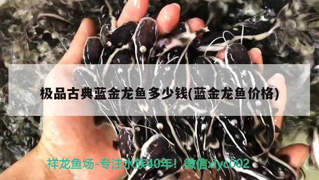 極品古典藍金龍魚多少錢(藍金龍魚價格) 黑桃A魚苗