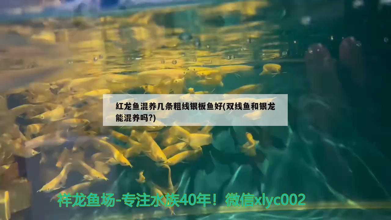 紅龍魚有幾種品種圖片大全(紅龍魚有幾種品種圖片大全視頻) 名貴錦鯉魚