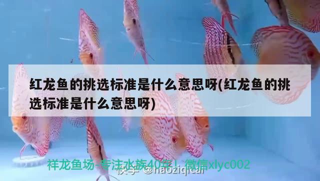 紅龍魚的挑選標(biāo)準(zhǔn)是什么意思呀(紅龍魚的挑選標(biāo)準(zhǔn)是什么意思呀) 稀有金龍魚