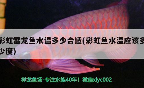 彩虹雷龍魚水溫多少合適(彩虹魚水溫應(yīng)該多少度) 紅魔王銀版魚