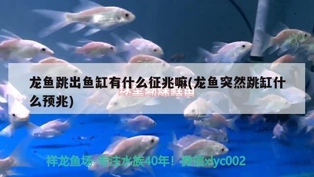 龍魚跳出魚缸有什么征兆嘛(龍魚突然跳缸什么預(yù)兆) 戰(zhàn)車紅龍魚