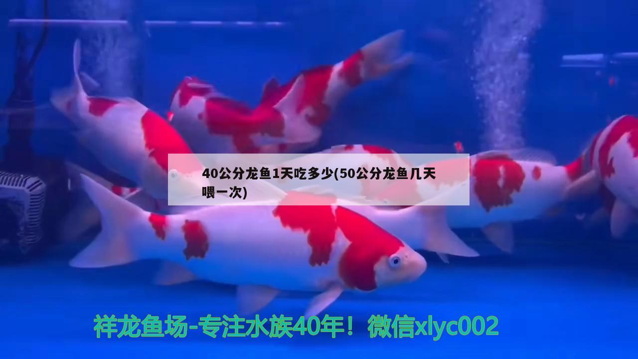 40公分龍魚1天吃多少(50公分龍魚幾天喂一次)