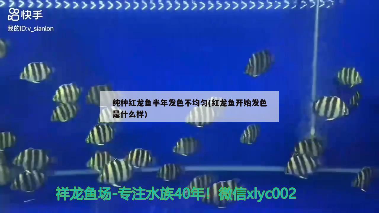 純種紅龍魚(yú)半年發(fā)色不均勻(紅龍魚(yú)開(kāi)始發(fā)色是什么樣)