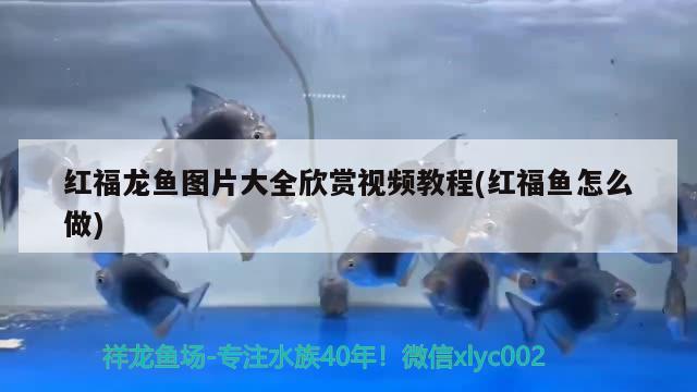 魚缸換氣裝置原理視頻(魚缸換氣裝置原理視頻教程)