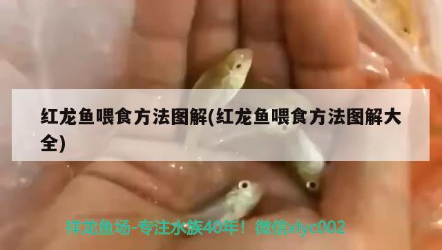 紅龍魚喂食方法圖解(紅龍魚喂食方法圖解大全)