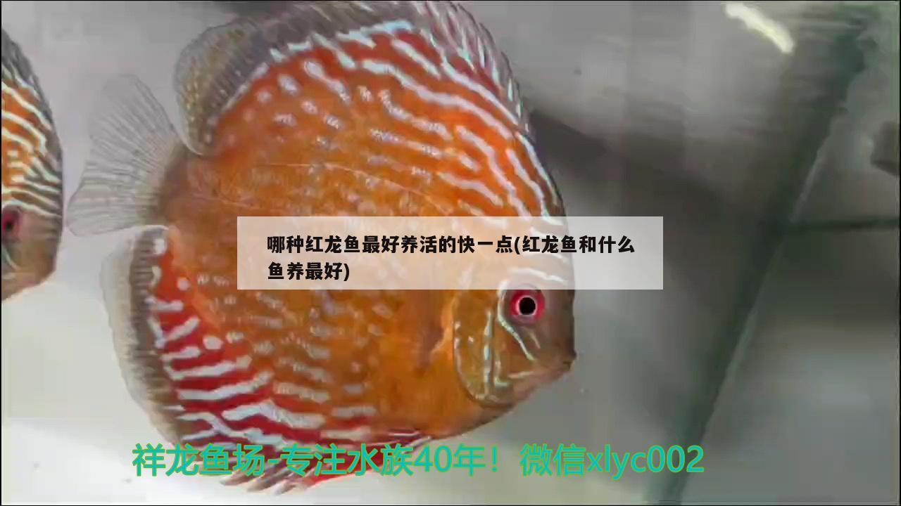 哪種紅龍魚最好養(yǎng)活的快一點(紅龍魚和什么魚養(yǎng)最好)