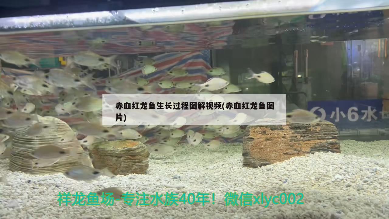 赤血紅龍魚生長(zhǎng)過程圖解視頻(赤血紅龍魚圖片)