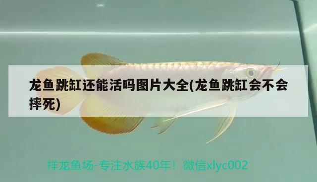 龍魚(yú)跳缸還能活嗎圖片大全(龍魚(yú)跳缸會(huì)不會(huì)摔死) 魚(yú)缸/水族箱