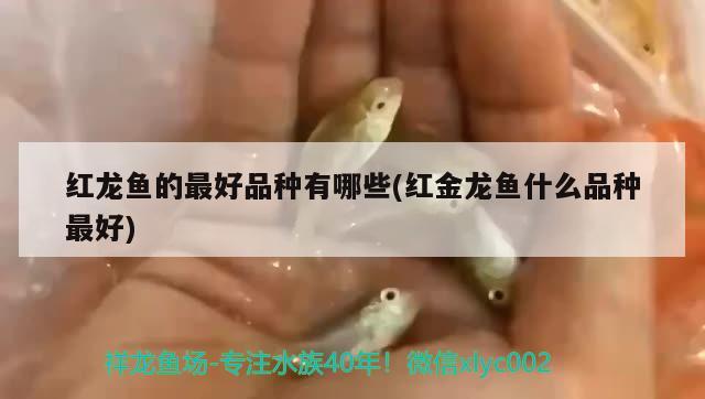 紅龍魚的最好品種有哪些(紅金龍魚什么品種最好)