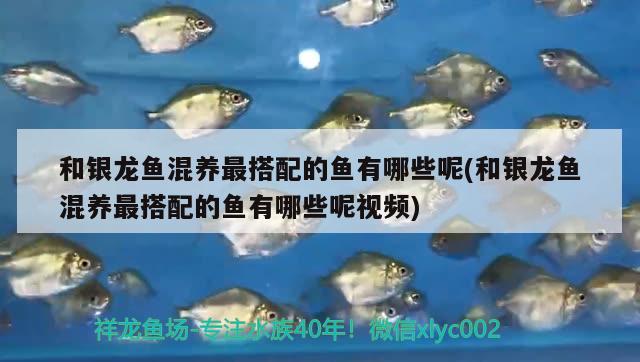 和銀龍魚混養(yǎng)最搭配的魚有哪些呢(和銀龍魚混養(yǎng)最搭配的魚有哪些呢視頻)