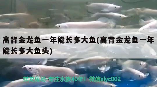 高背金龍魚一年能長多大魚(高背金龍魚一年能長多大魚頭) 高背金龍魚