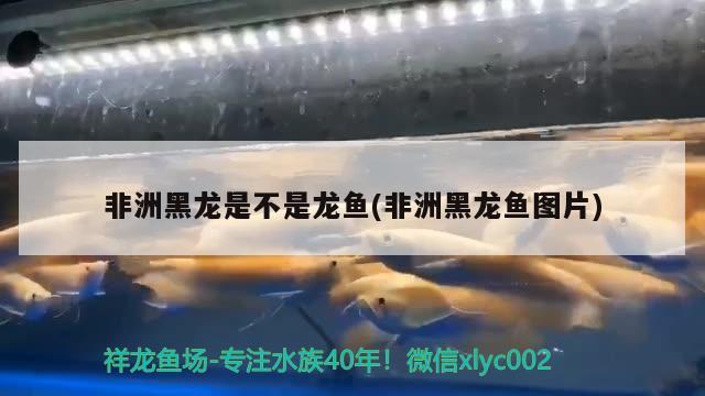 非洲黑龍是不是龍魚(非洲黑龍魚圖片) 飛鳳魚苗