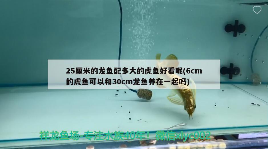 25厘米的龍魚配多大的虎魚好看呢(6cm的虎魚可以和30cm龍魚養(yǎng)在一起嗎) 虎魚百科