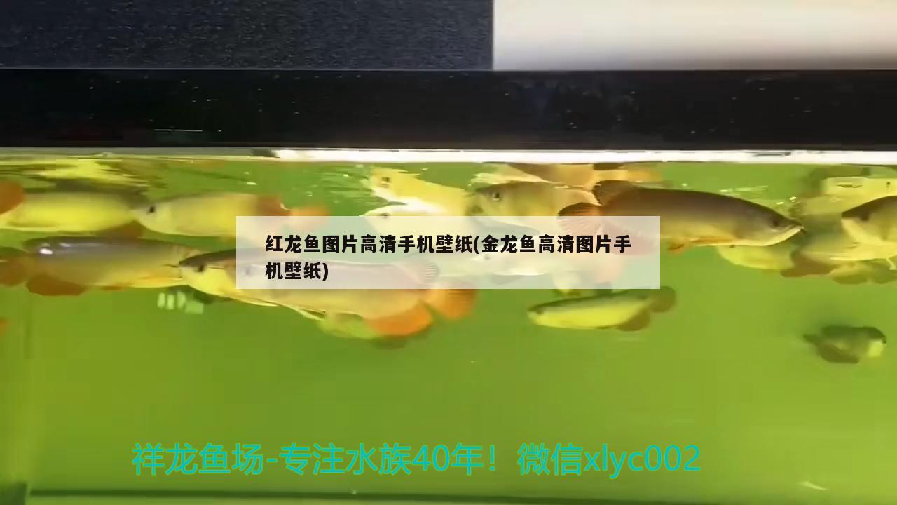 紅龍魚圖片高清手機壁紙(金龍魚高清圖片手機壁紙) 黃金招財貓魚