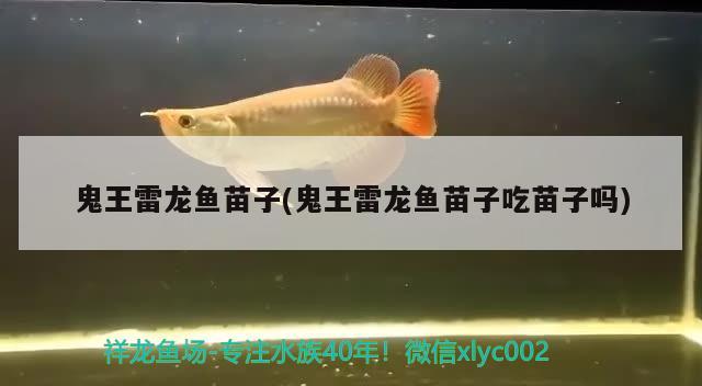 龍魚身體有點傾斜：龍魚身體有點傾斜怎么回事