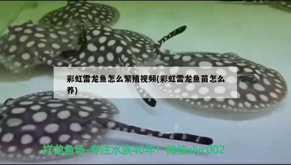 彩虹雷龍魚怎么繁殖視頻(彩虹雷龍魚苗怎么養(yǎng)) 黃金斑馬魚