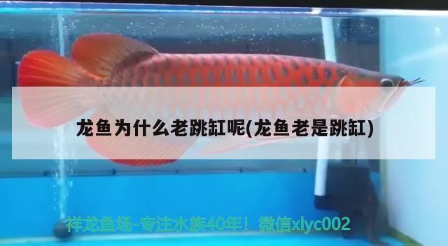 龍魚為什么老跳缸呢(龍魚老是跳缸) 魟魚百科