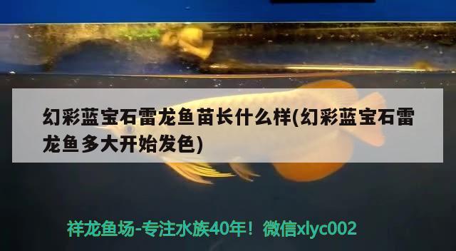 我想養(yǎng)紅龍做個(gè)長15寬60高40的可以么