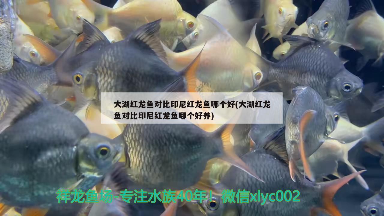 大湖紅龍魚對比印尼紅龍魚哪個好(大湖紅龍魚對比印尼紅龍魚哪個好養(yǎng))