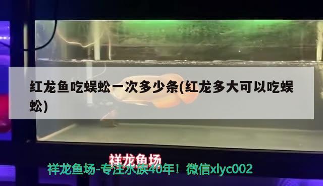 紅龍魚(yú)吃蜈蚣一次多少條(紅龍多大可以吃蜈蚣) 野生埃及神仙魚(yú)