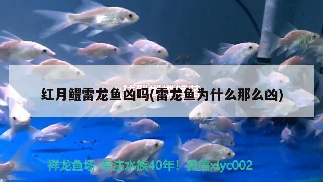 紅月鱧雷龍魚兇嗎(雷龍魚為什么那么兇)