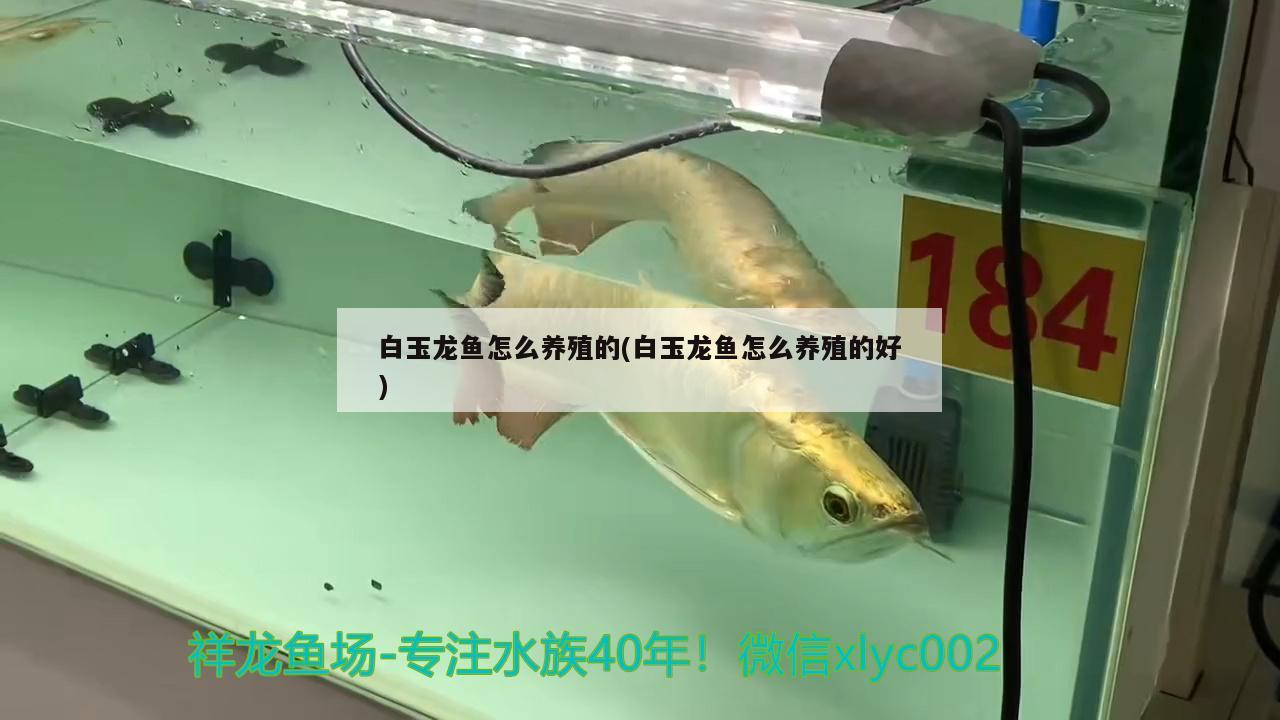 白玉龍魚怎么養(yǎng)殖的(白玉龍魚怎么養(yǎng)殖的好) 廣州觀賞魚批發(fā)市場