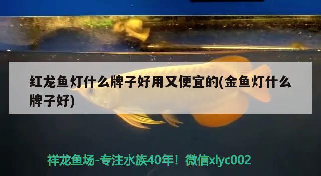 紅龍魚燈什么牌子好用又便宜的(金魚燈什么牌子好)