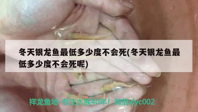 冬天銀龍魚最低多少度不會死(冬天銀龍魚最低多少度不會死呢) 銀龍魚百科