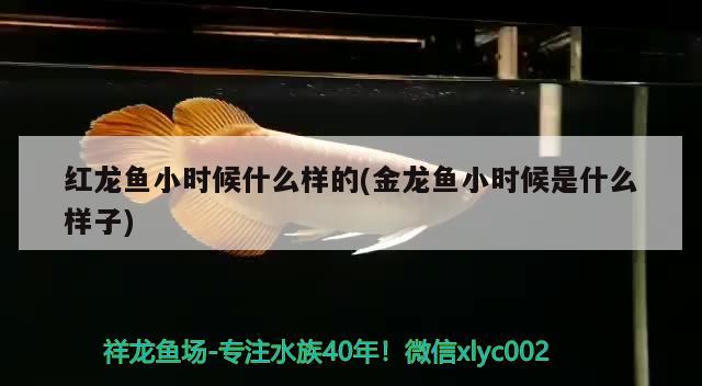 紅龍魚小時(shí)候什么樣的(金龍魚小時(shí)候是什么樣子) 和尚魚