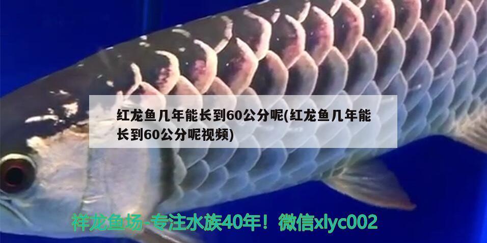 水族觀賞魚專用鹽是什么（觀賞魚專用鹽有什么用） 養(yǎng)魚知識(shí) 第1張